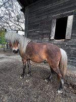 Biete Pflegebeteiligung an Shetty Mix Nordrhein-Westfalen - Eschweiler Vorschau