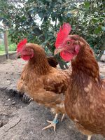 Hühner 9 Stück zu verkaufen Thüringen - Ohrdruf Vorschau