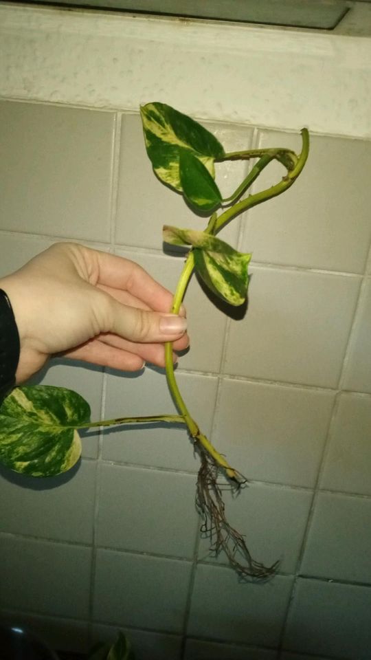 Epipremnum Aureum, Goldene Efeutute, rankend, kopfsteckling, in Dresden