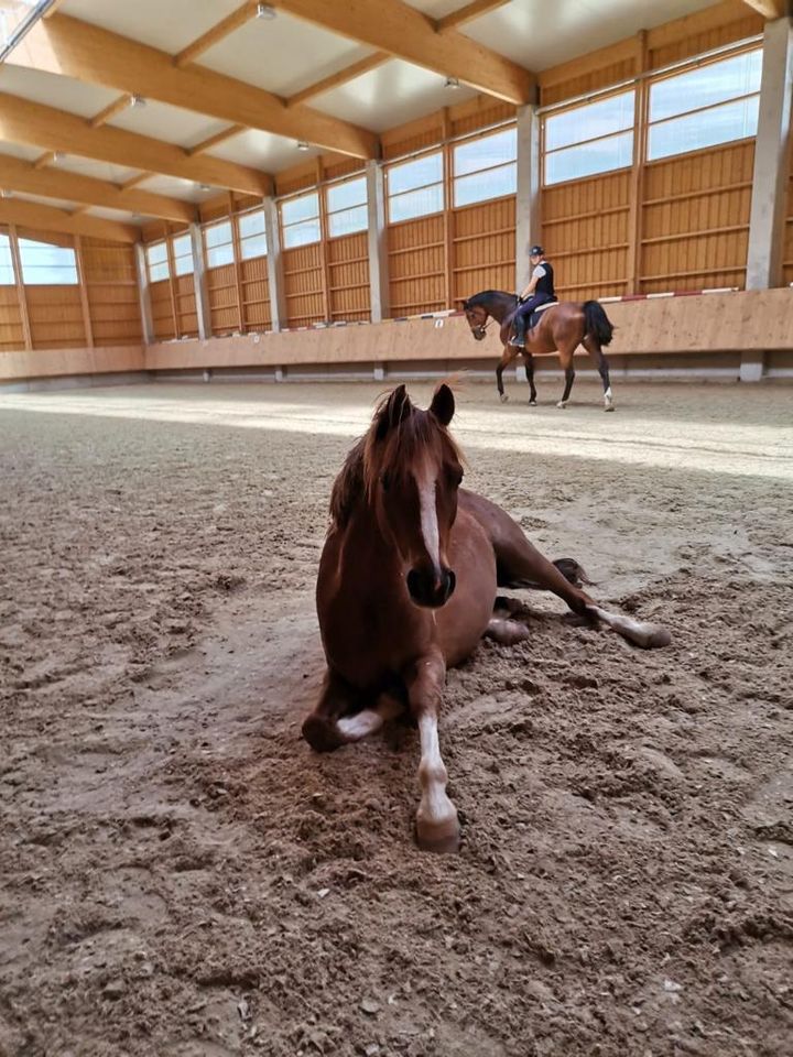 Deutsches Reitpony, Springpony, Fuchs, Wallach in Falkenberg