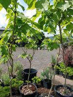 Catalpa, Trompetenbaum, große Gartenpflanzen, Schattenbäume Hessen - Gießen Vorschau