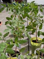 Kirsch Tomatenpflanzen Niedersachsen - Göttingen Vorschau