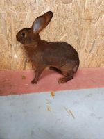 Hasen kaninchen Niedersachsen - Zetel Vorschau