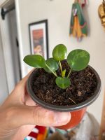 Pilea Peperomioides Mojito Dresden - Pieschen Vorschau