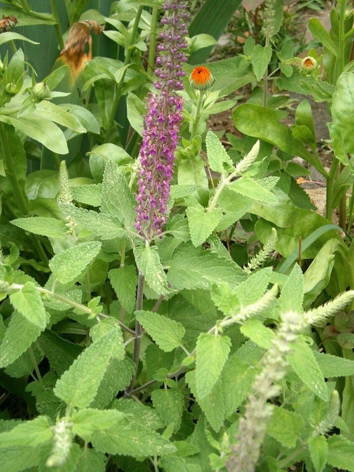 STAUDENSAMEN: KAUKASUS-GAMANDER - BLAUVIOLETTE  BLÜTENKERZEN in Lutherstadt Wittenberg