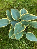 Funkien Hosta Stauden Niedersachsen - Schwarmstedt Vorschau