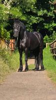 Friese Pferd Wallach 7 Jahre Nordrhein-Westfalen - Wesel Vorschau