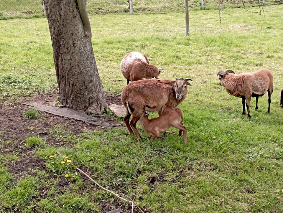 Kamerun Schaf mit Lamm in Berlin