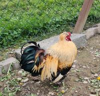 Seidenhuhn Strupp mix Hähne Rheinland-Pfalz - Wirschweiler Vorschau