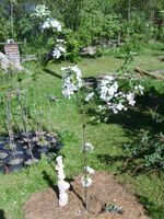 Apfel Apfelbaum Jonagold Malus Baum getopft ca. 200cm groß Baden-Württemberg - Frickingen Vorschau