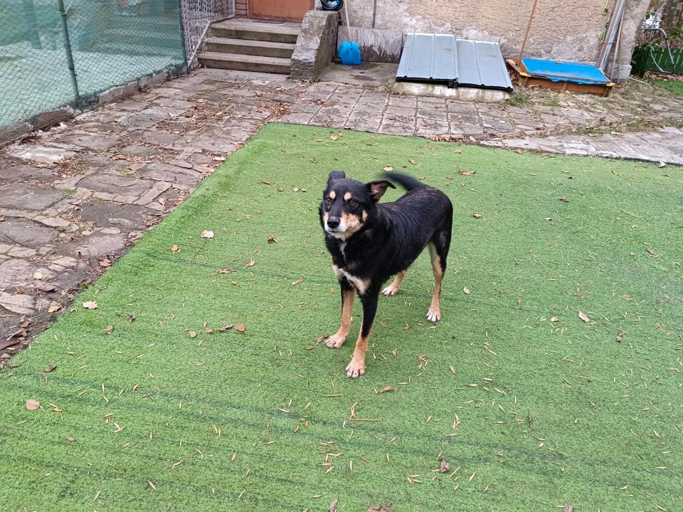 Joey - Schönheit auf der Suche nach dem großen Glück in Rastede