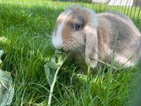 Bunny sucht ein neues Zuhause Nordrhein-Westfalen - Oberhausen Vorschau