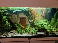 Juwel Rio Aquarium mit Unterschrank, 125 Liter Baden-Württemberg - Mannheim Vorschau