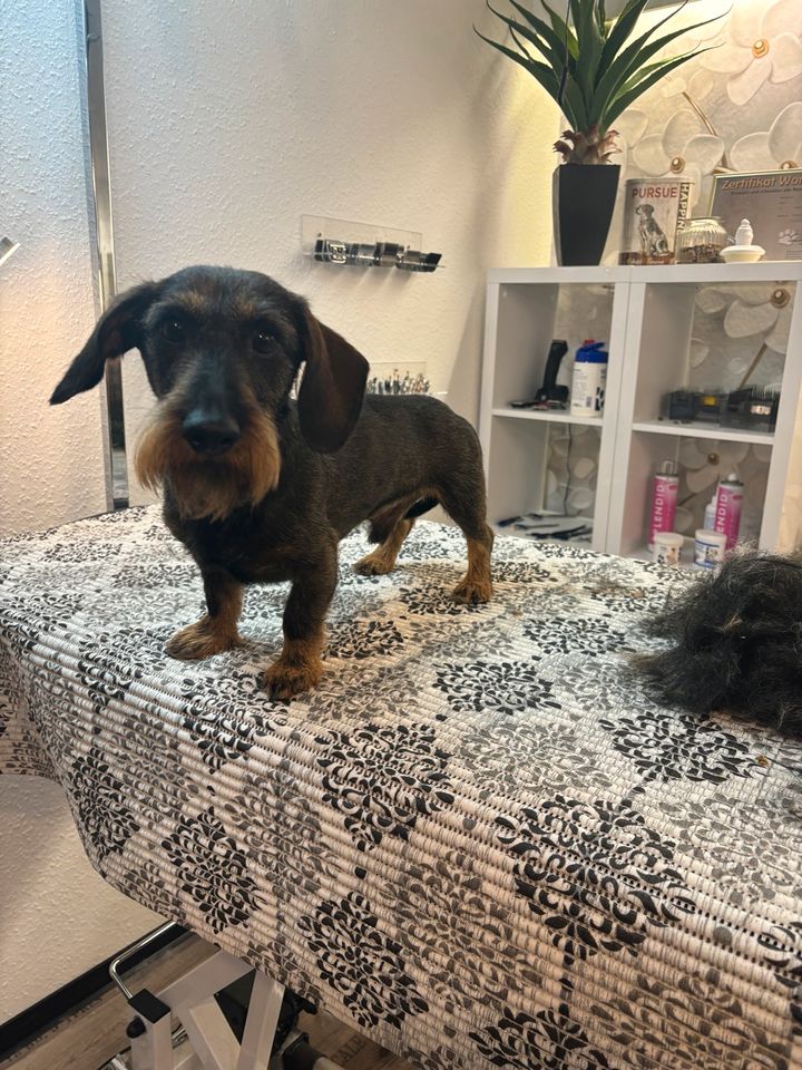 Hundefriseur Hundesalon Pfötchenglück Solingen in Solingen