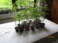 Historische Tomatenpflanzen Raritäten Bayern - Tagmersheim Vorschau