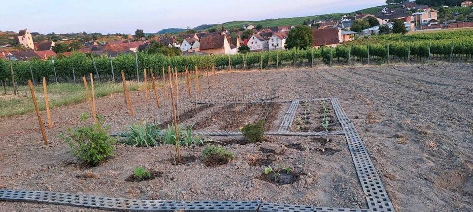 landw. Gartengrundstück ehemalige Rebfläche in Vogtsburg