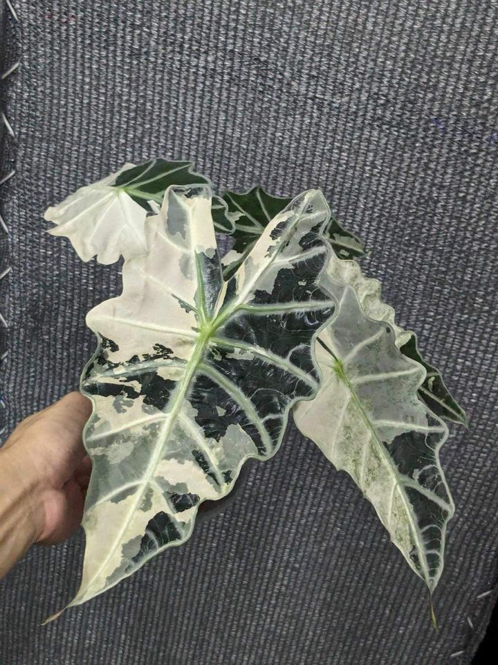 Alocasia Amazonica Poly Albo Variegated - Pink Back in Herford