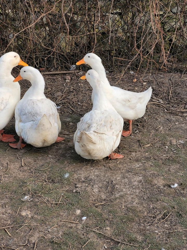 Bruteier Pekingenten in Haselbachtal