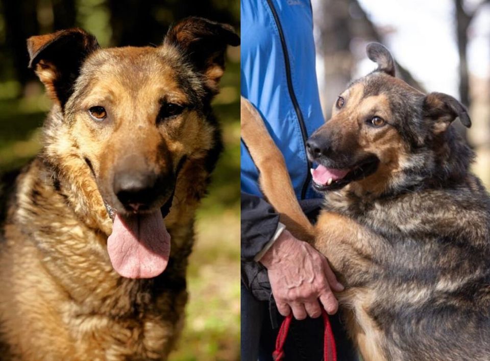 Unser sanfter menschenbezogener Traumhund Yasha aus dem Tierheim in Rott am Inn