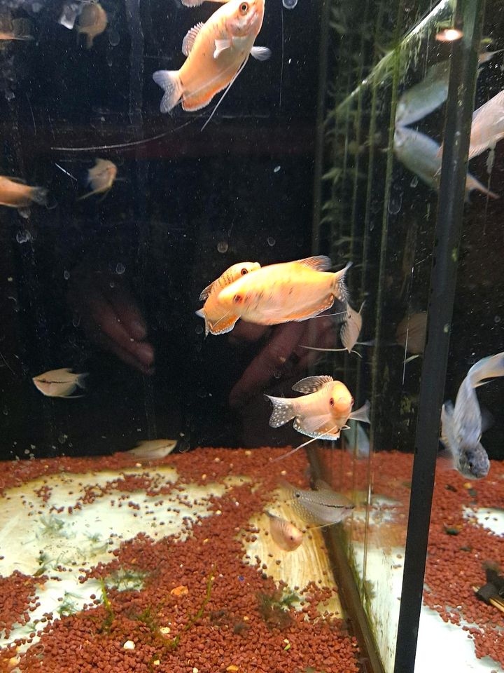 Fische für das Aquarium in Plettenberg