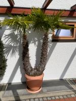Hochwertige Hanfpalme 230 cm mediterran Palme Garten Pflanze Bayern - Ingolstadt Vorschau