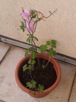 Akelei Pflanzen Staude Gartenblume Frühlingsblüher Bienenweide Frankfurt am Main - Bockenheim Vorschau