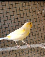 Kanarienvogel Weibchen Niedersachsen - Hagen am Teutoburger Wald Vorschau