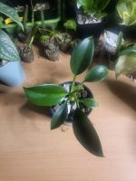 Philodendron green princess Rheinland-Pfalz - Trier Vorschau