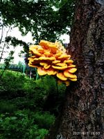 Gelb-oranger Pilz am Baumstamm Sachsen - Treuen Vorschau