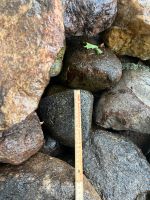 Natursteine, Findlinge, Steine, diverse Größen, ab 1 €/Stück Niedersachsen - Lilienthal Vorschau