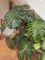 Monstera XXL Niedersachsen - Braunschweig Vorschau