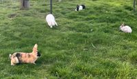 Kaninchen Jungtiere alt genug zum abgeben widder u. Stehohren Saarland - Schiffweiler Vorschau