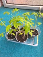 Tomaten Pflanzen Niedersachsen - Lehrte Vorschau