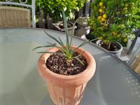 Yucca Nana Bayern - Elsenfeld Vorschau