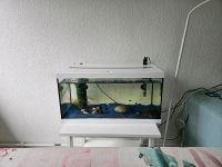 Aquarium 60 Liter Altona - Hamburg Lurup Vorschau