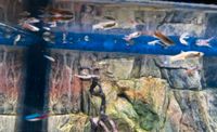 Bis zu 20 Guppys Nachwuchs Jungtiere Aquarium Fische Schleswig-Holstein - Kaltenkirchen Vorschau