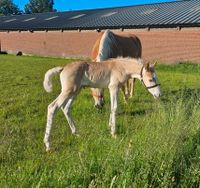 Haflinger hengstfohlen Top abstammung Nordrhein-Westfalen - Nettetal Vorschau