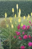 Fackellilie Kniphofia Vanilla -winterharte Pflanze Leipzig - Gohlis-Nord Vorschau