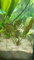Aquariumpflanzen Amazonas zu verkaufen Niedersachsen - Winsen (Luhe) Vorschau