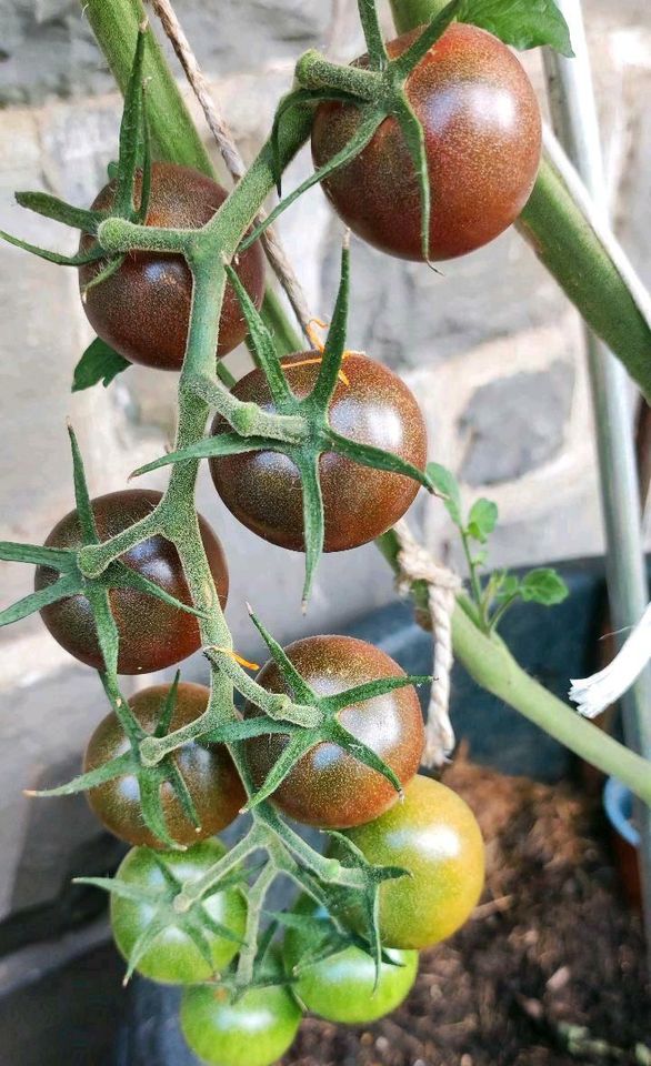 Cocktail Tomaten Jungpflanzen in Plettenberg
