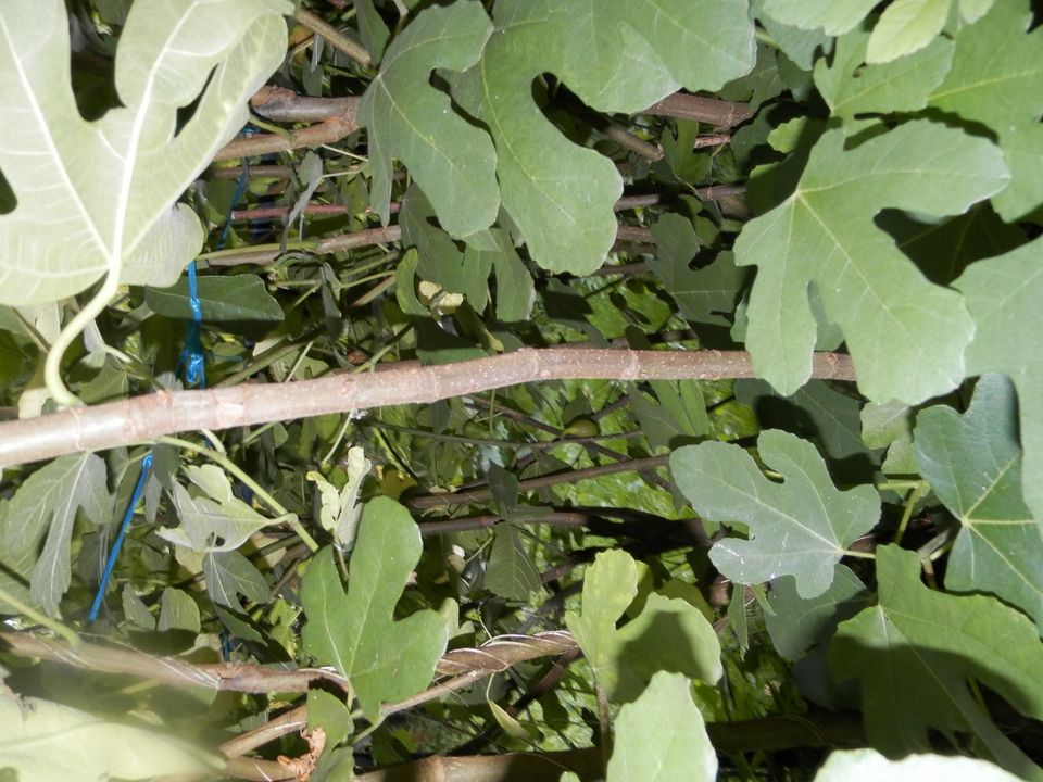 Feige Feigenbaum Feigenstrauch trägt reichlich süße Früchte in Königslutter am Elm