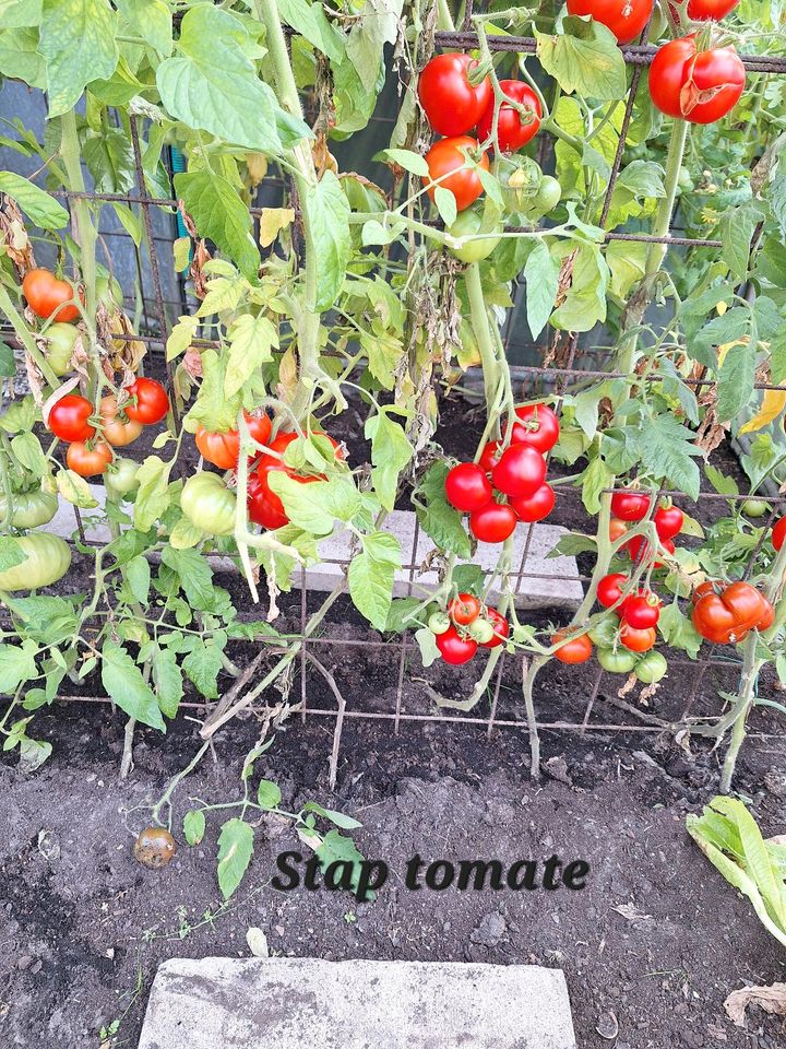 Tomaten pflanzen zu verkaufen st für 2€ in Edewecht
