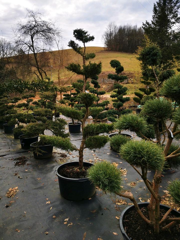 Gartenbonsai Formgehölze Formschnitt Japangarten Wacholder in Bogen Niederbay