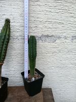 San Pedro Kaktus t.scopulicola 22 cm München - Pasing-Obermenzing Vorschau