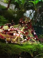 Rote Zebra Pinto Multistripe Garnelen (Caridina sp.) Baden-Württemberg - Bühl Vorschau