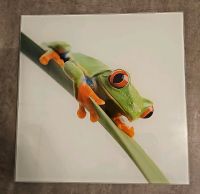 Glasbild Bild aus Glas Frosch 30x30 cm Hamburg - Bergedorf Vorschau