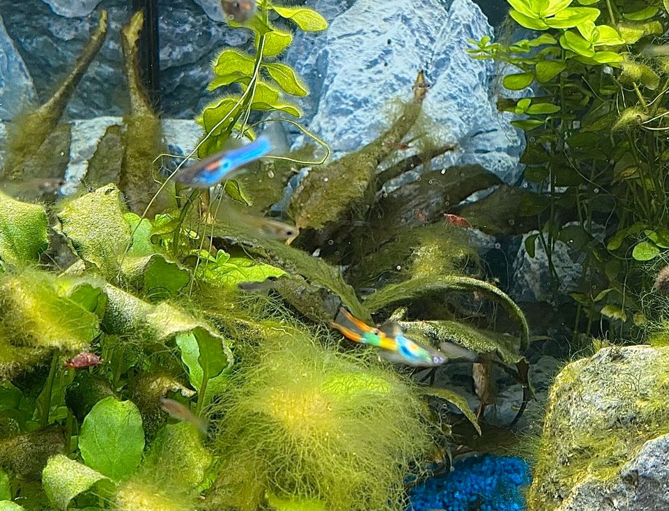 !!! Endler Guppys Fische Süßwasser in Wedemark