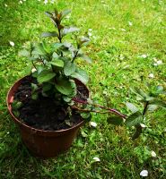Garten-Minze Pflanze, aromatisch Findorff - Weidedamm Vorschau