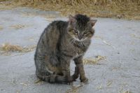 Wir versuchen es noch einmal wer kennt diese Katze? Baden-Württemberg - Aalen Vorschau