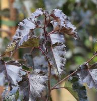 Rotblättrige Hängebirke Royal Frost 125-150cm - Betula pendula Niedersachsen - Bad Zwischenahn Vorschau